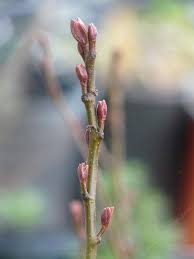 Attēlu rezultāti vaicājumam “Alnus incana bud”