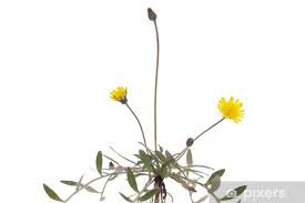 Image result for Hieracium pilosella