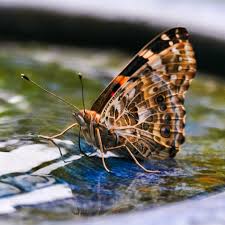 Attēlu rezultāti vaicājumam “Vanessa cardui”