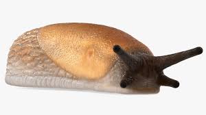 Attēlu rezultāti vaicājumam “Arion lusitanicus adult”