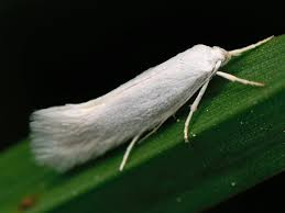 Attēlu rezultāti vaicājumam “Elachista argentella”