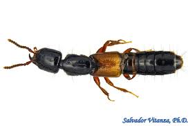 Attēlu rezultāti vaicājumam “Staphylinidae”