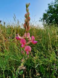 Attēlu rezultāti vaicājumam “Onobrychis arenaria”