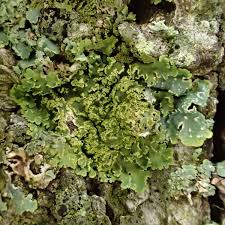 Attēlu rezultāti vaicājumam “Physconia enteroxantha”