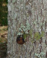 Attēlu rezultāti vaicājumam “Cetrelia olivetorum”