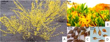 Attēlu rezultāti vaicājumam “Forsythia suspensa”