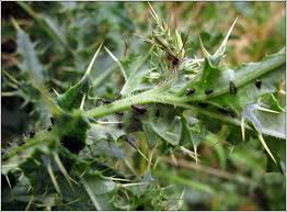 Attēlu rezultāti vaicājumam “Uroleucon cirsii”