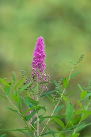 Attēlu rezultāti vaicājumam “Spiraea salicifolia flower”