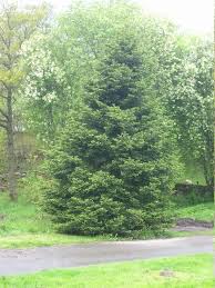 Attēlu rezultāti vaicājumam “Abies veitchii”