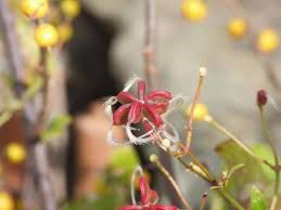 Attēlu rezultāti vaicājumam “Clematis fruit”