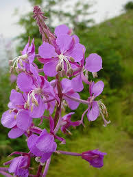 Attēlu rezultāti vaicājumam “Epilobium angustifolium flower”