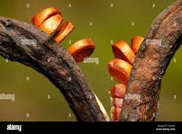 Attēlu rezultāti vaicājumam “Iris pseudacorus fruit”