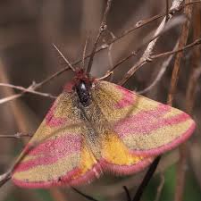 Attēlu rezultāti vaicājumam “Lythria cruentaria”