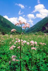 Image result for Valeriana officinalis
