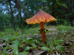 Attēlu rezultāti vaicājumam “Hygrocybe sp.”
