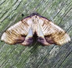 Attēlu rezultāti vaicājumam “Plagodis dolabraria”