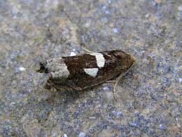 Attēlu rezultāti vaicājumam “Epiblema foenella”