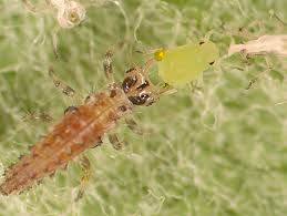 Attēlu rezultāti vaicājumam “Chrysopidae larva”