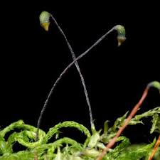 Attēlu rezultāti vaicājumam “Eurhynchiastrum pulchellum macro”