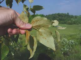 Attēlu rezultāti vaicājumam “Populus x jackii leaf”