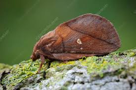 Attēlu rezultāti vaicājumam “Euthrix potatoria imago”