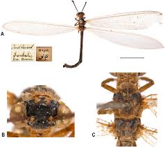 Attēlu rezultāti vaicājumam “Myrmeleontidae imago”