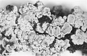 Attēlu rezultāti vaicājumam “Candelariella sp.”