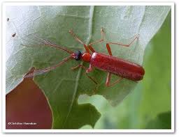 Attēlu rezultāti vaicājumam “Pyrochroidae”