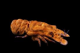 Image result for Scyllarides latus