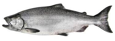 Image result for Oncorhynchus tshawytscha