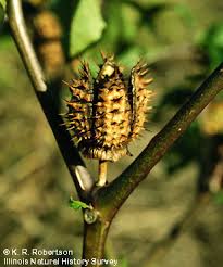 Attēlu rezultāti vaicājumam “Datura stramonium fruit”