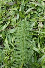 Attēlu rezultāti vaicājumam “Myriophyllum alterniflorum”