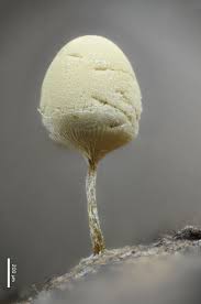 Attēlu rezultāti vaicājumam “Arcyria imperialis spores”