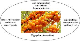 Attēlu rezultāti vaicājumam “Hippophae rhamnoides”