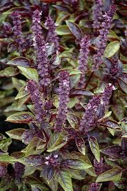 Attēlu rezultāti vaicājumam “Ocimum basilicum flower”