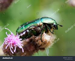 Attēlu rezultāti vaicājumam “Cetonia aurata”