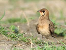 Image result for Glareola maldivarum