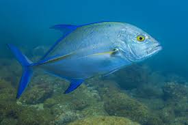 Image result for Caranx melampygus