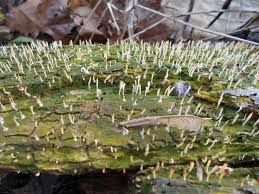 Attēlu rezultāti vaicājumam “Multiclavula mucida”