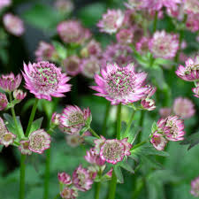 Attēlu rezultāti vaicājumam “Astrantia major”