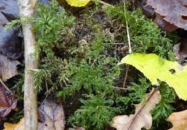 Attēlu rezultāti vaicājumam “Plagiomnium undulatum sporophyte”