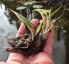 Attēlu rezultāti vaicājumam “Isoetes echinospora”