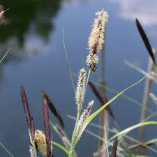 Attēlu rezultāti vaicājumam “Carex acutiformis flower”