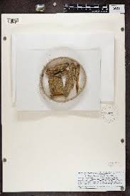 Attēlu rezultāti vaicājumam “Chaenotheca brunneola”