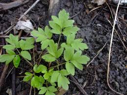 Attēlu rezultāti vaicājumam “Adoxa moschatellina leaf”