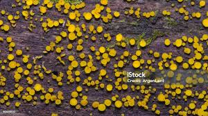 Attēlu rezultāti vaicājumam “Bisporella citrina”