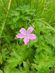 Attēlu rezultāti vaicājumam “Geranium palustre leaf”