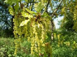 Attēlu rezultāti vaicājumam “Quercus robur male flower”