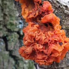 Attēlu rezultāti vaicājumam “Tremella foliacea”