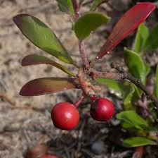 Attēlu rezultāti vaicājumam “Arctostaphylos uva-ursi fruit”